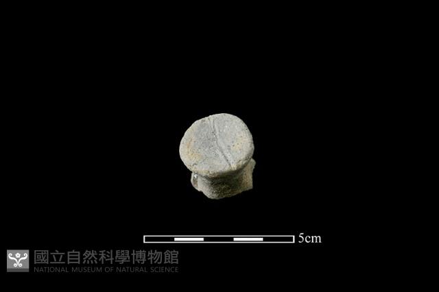 陶蓋鈕藏品圖，第1張