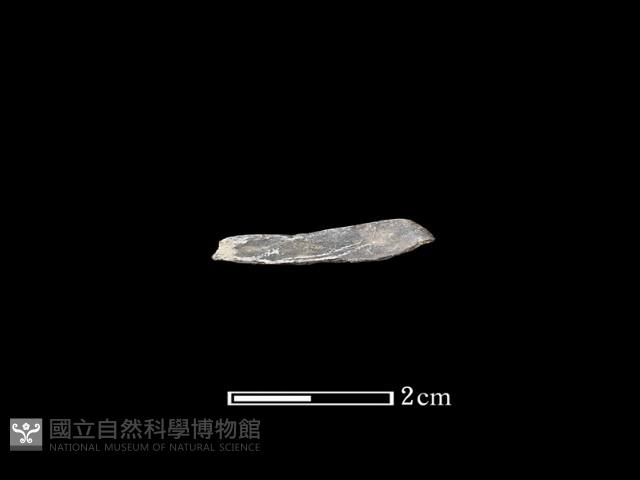 石環藏品圖，第1張