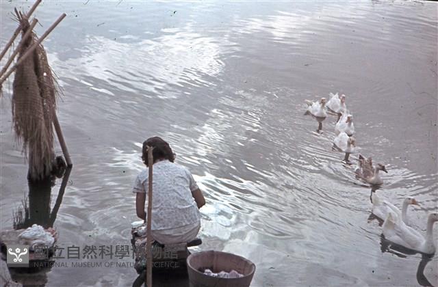 〈朝はふたたび〉河邊洗衣的婦女（1950至2006年臺灣常民生活）藏品圖，第1張