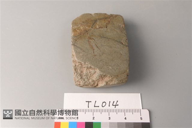 錛鑿形器藏品圖，第3張