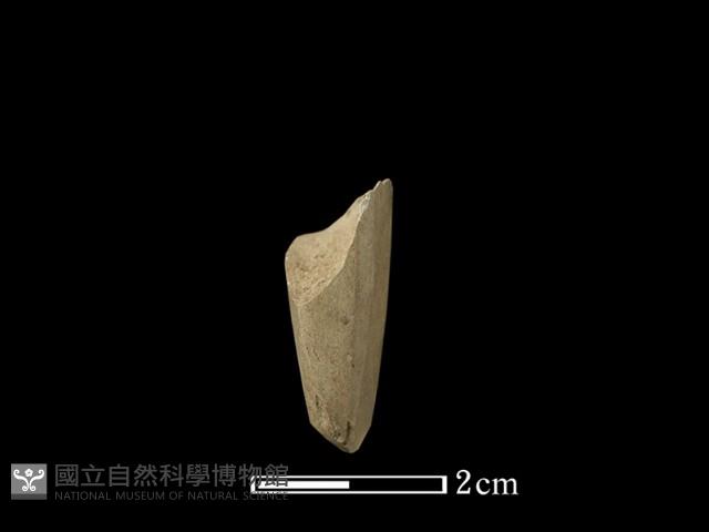 錛鑿形器藏品圖，第2張