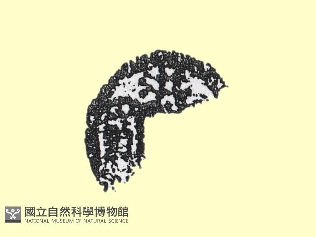 銅錢藏品圖，第1張