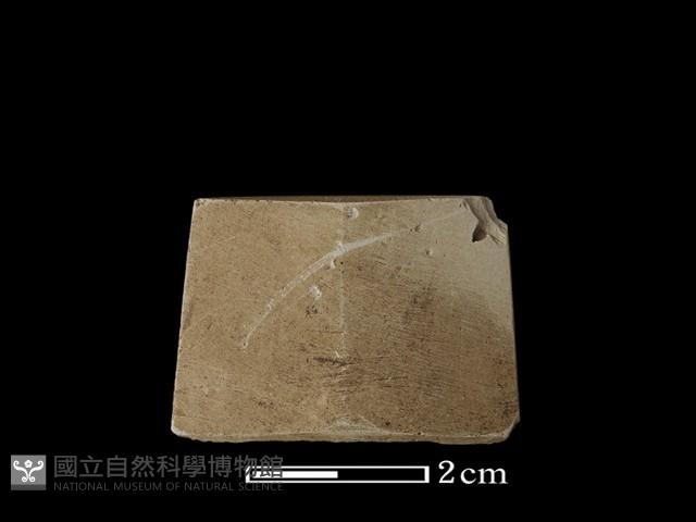 矛鏃形器藏品圖，第1張