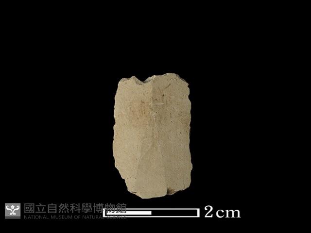 矛鏃形器藏品圖，第2張