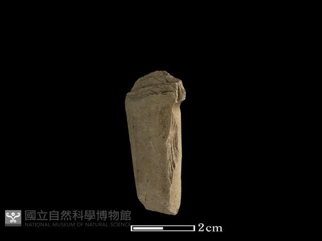 矛鏃形器藏品圖，第2張