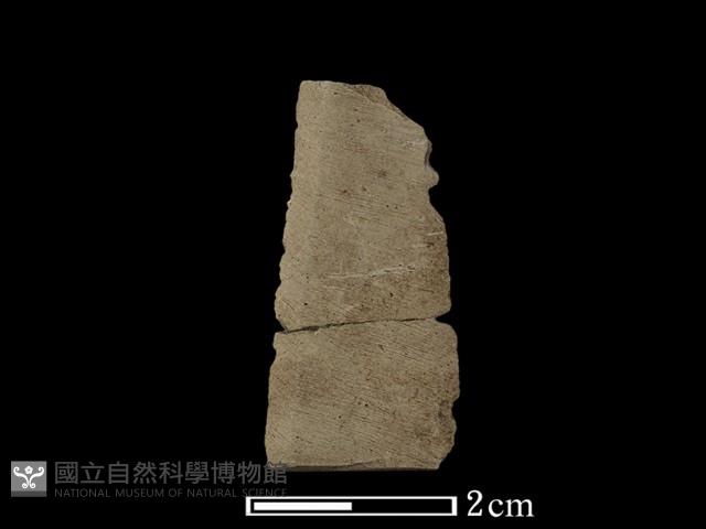 矛鏃形器藏品圖，第2張