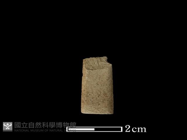 矛鏃形器藏品圖，第2張