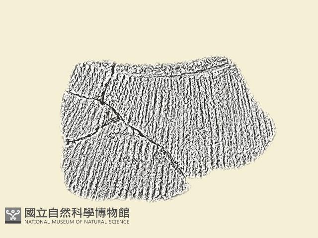 陶片藏品圖，第1張