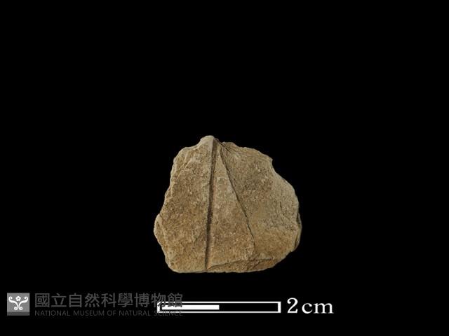 帶加工痕石材藏品圖，第2張