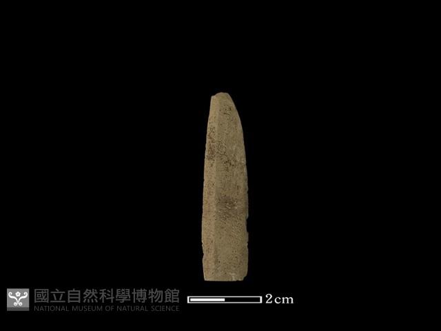 矛鏃形器藏品圖，第1張