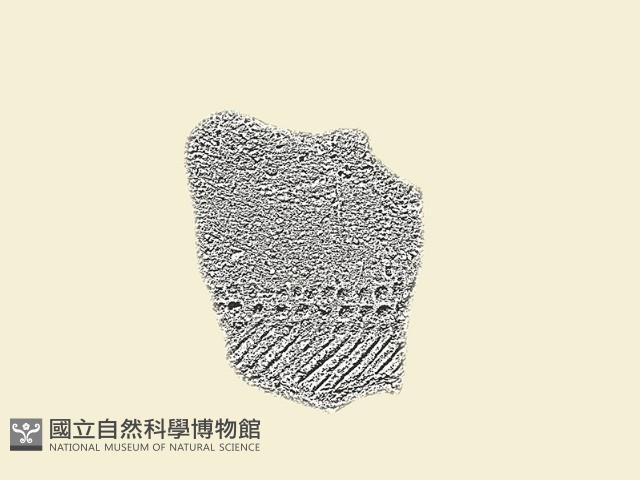 陶片藏品圖，第2張