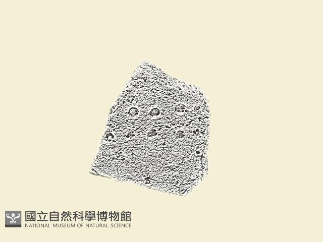 陶片藏品圖，第1張