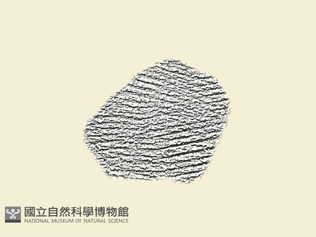 陶片藏品圖，第1張