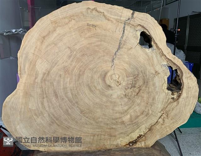 臺灣雲杉藏品圖，第1張