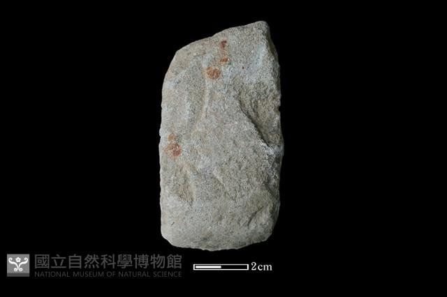 錛鑿形器藏品圖，第1張