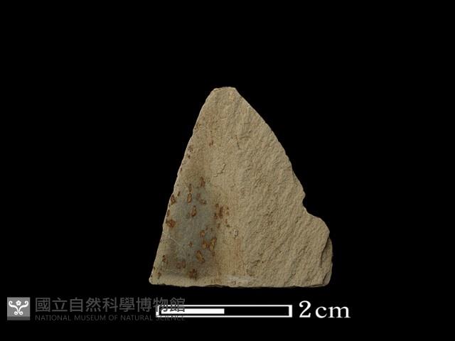 帶加工痕石材藏品圖，第1張