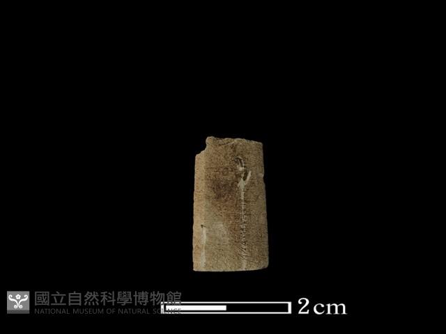 矛鏃形器藏品圖，第1張