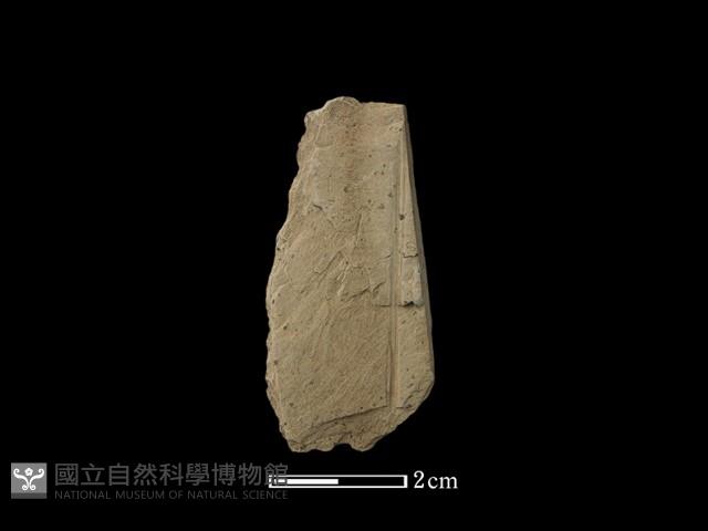 帶加工痕石材藏品圖，第1張