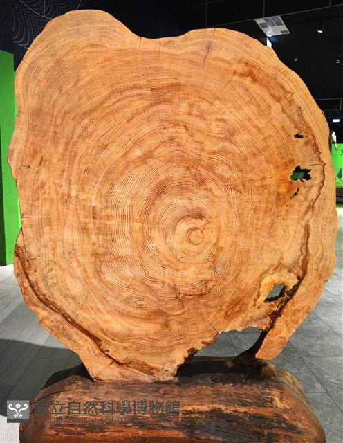 臺灣雲杉藏品圖，第2張