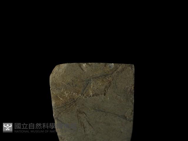 錛鑿形器藏品圖，第4張