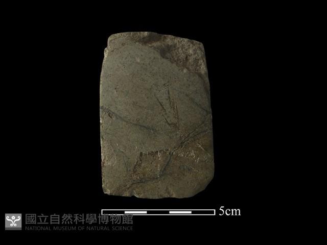 錛鑿形器藏品圖，第3張