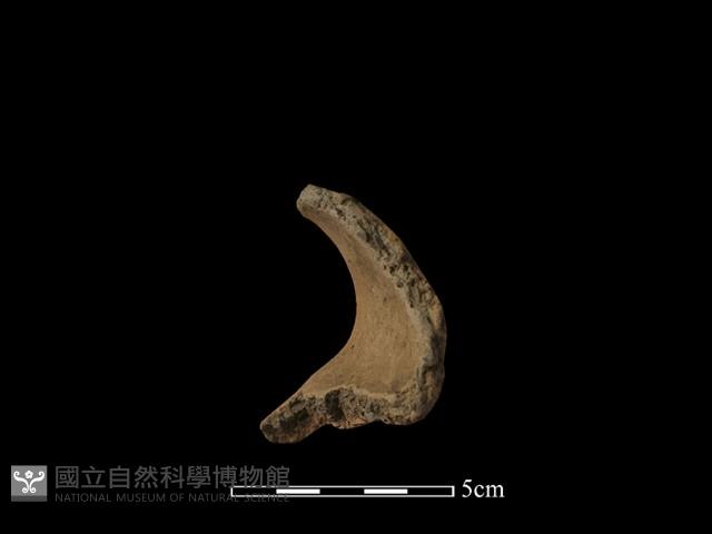 陶罐藏品圖，第3張