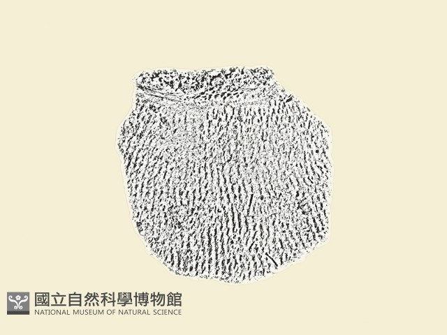 陶片藏品圖，第3張