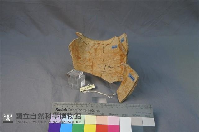 陶罐藏品圖，第2張