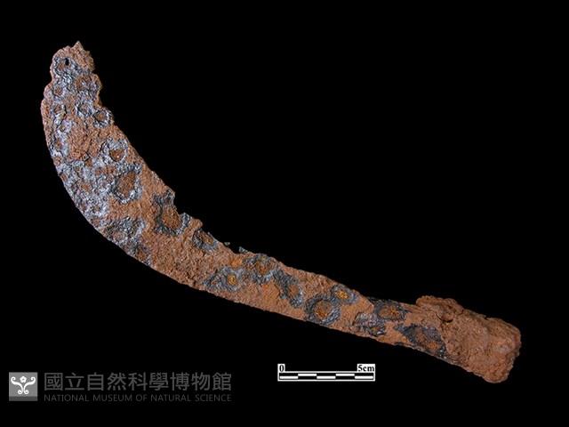 鐮刀藏品圖，第2張