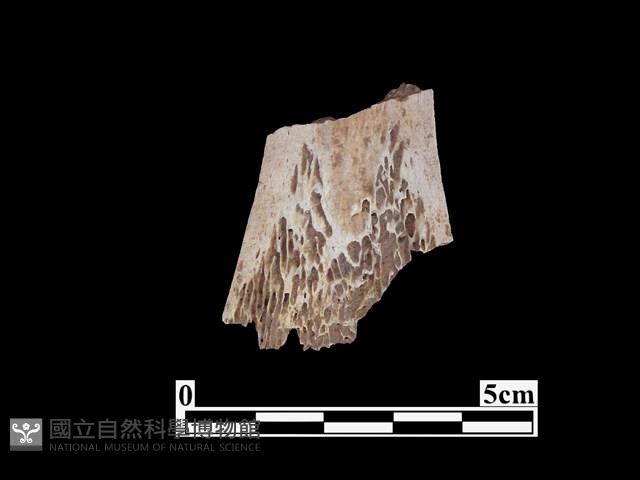 骨器藏品圖，第2張