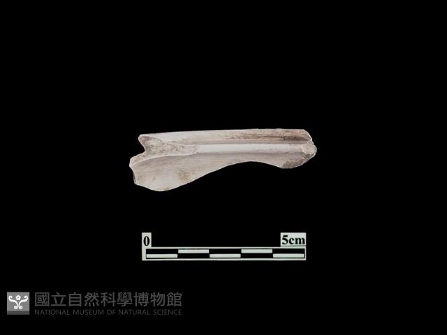 陶片藏品圖，第2張