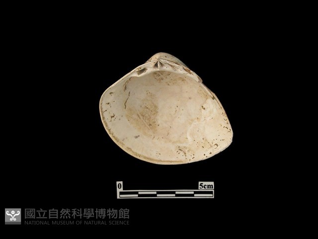 貝殼藏品圖，第2張