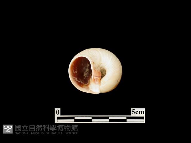 貝殼藏品圖，第1張