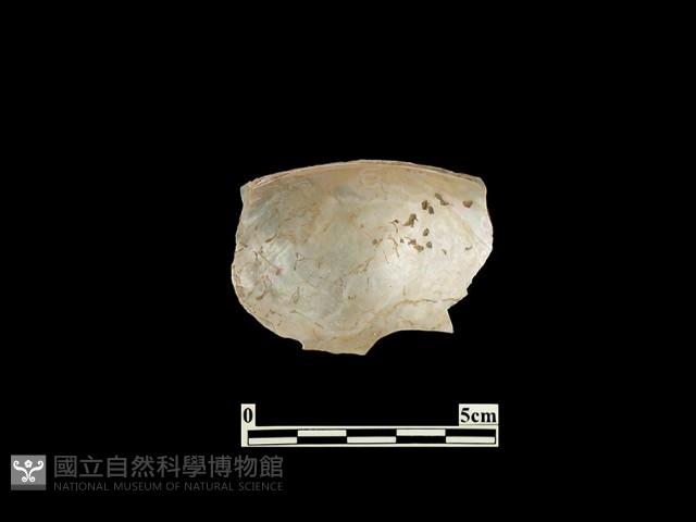 貝殼藏品圖，第2張