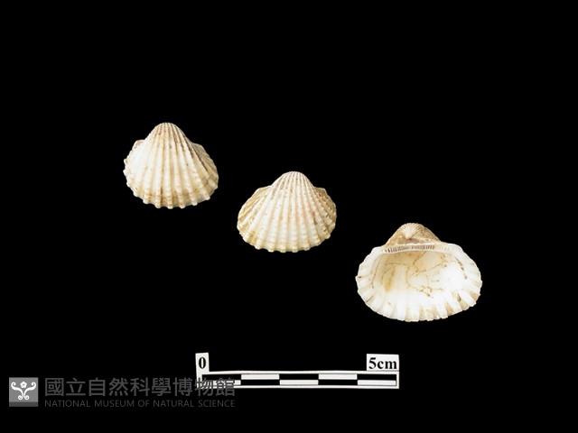 貝殼藏品圖，第2張