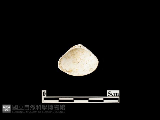 貝殼藏品圖，第2張