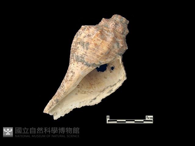 貝殼藏品圖，第2張