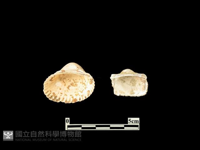 貝殼藏品圖，第1張