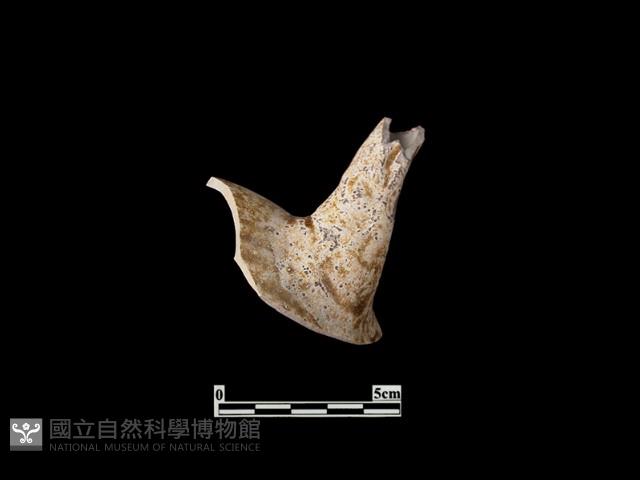 陶壺藏品圖，第1張