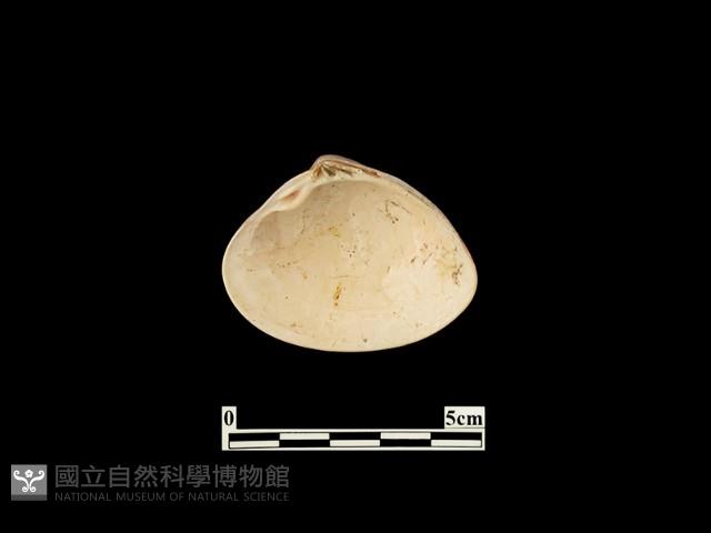 貝殼藏品圖，第2張