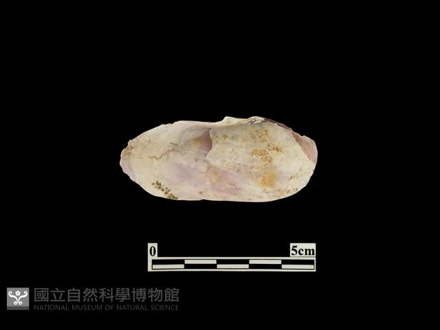 貝殼藏品圖，第1張