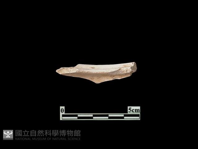 陶片藏品圖，第2張