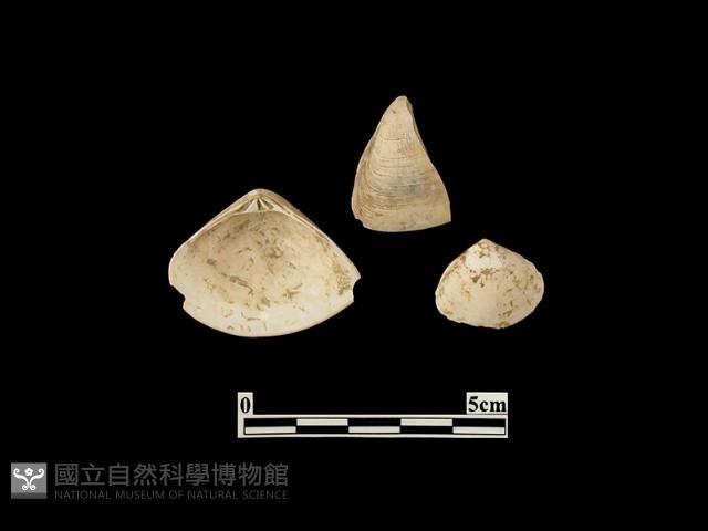 貝殼藏品圖，第3張