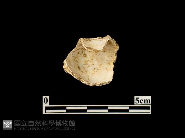 貝殼藏品圖，第1張