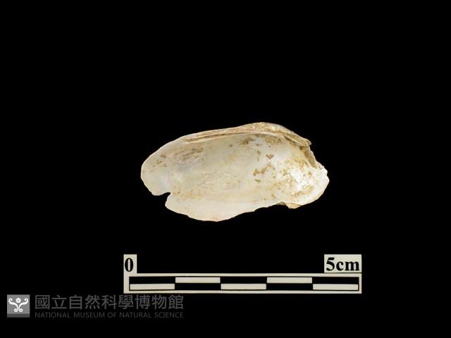 貝殼藏品圖，第2張