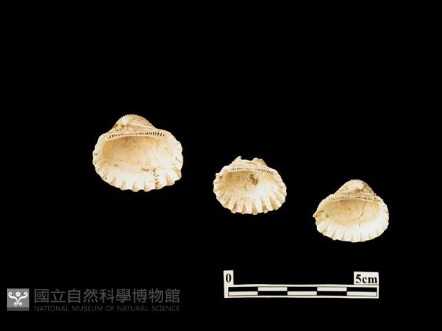 貝殼藏品圖，第2張