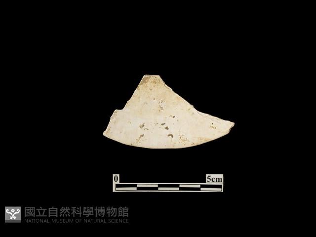 貝殼藏品圖，第1張