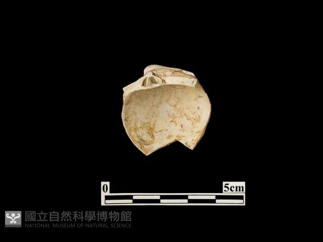 貝殼藏品圖，第2張