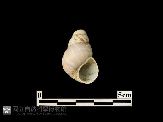 貝殼藏品圖，第1張