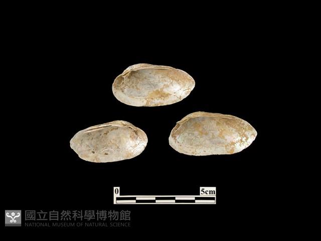 貝殼藏品圖，第1張